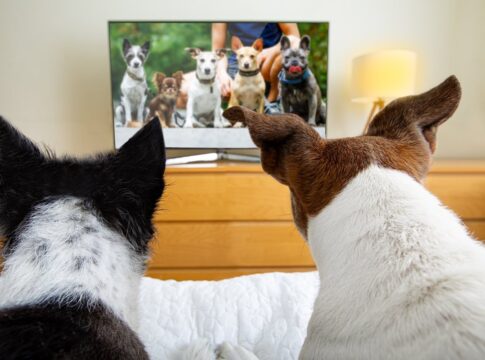 tv-pra-cachorro?-estudo-mostra-que-caes-tem-preferencias-diferentes