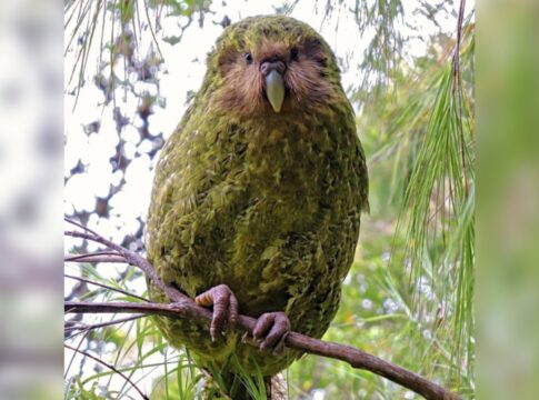 declinio-populacional-de-papagaio-raro-causa-extincao-de-parasitas