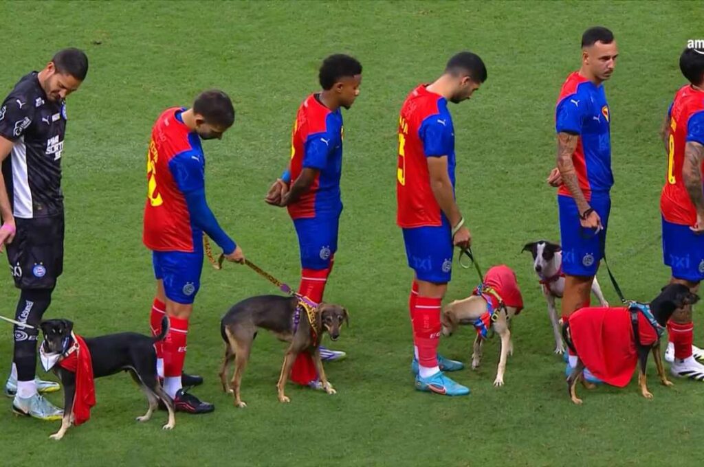 jogadores-do-bahia-entram-em-campo-com-cachorros-para-adocao;-veja