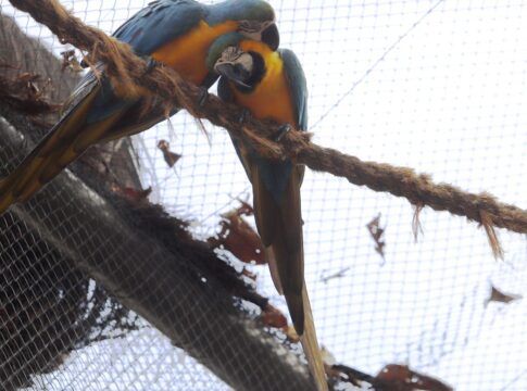 morte-de-mais-quatro-aves-fecha-ao-publico-zoologico-do-rio