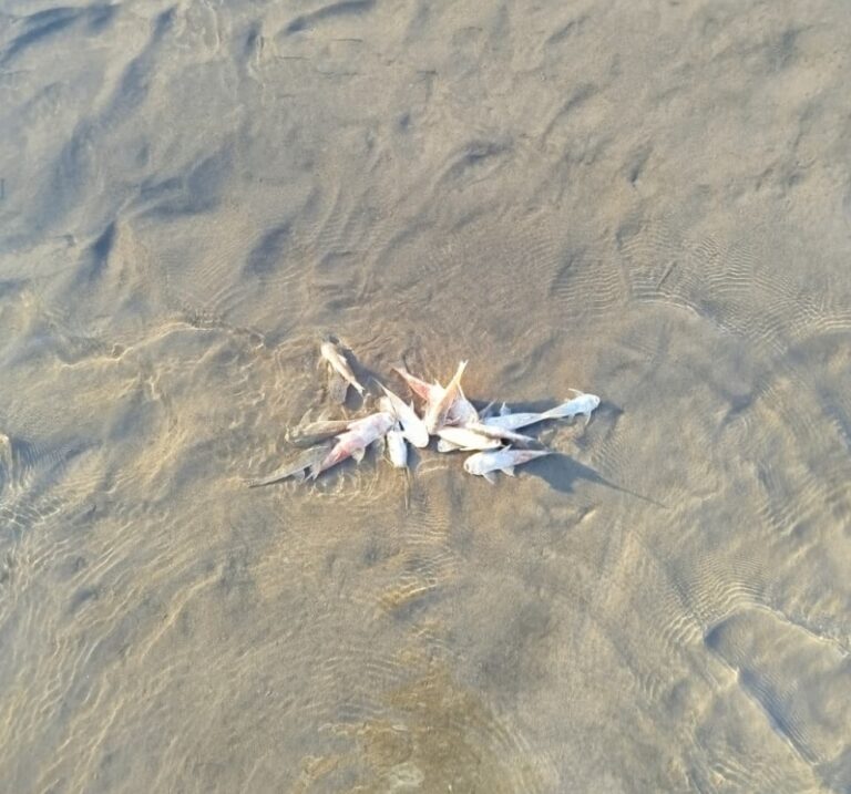 Jordão: Peixes mortos no rio Murú preocupam moradores, que pedem ajuda das autoridades