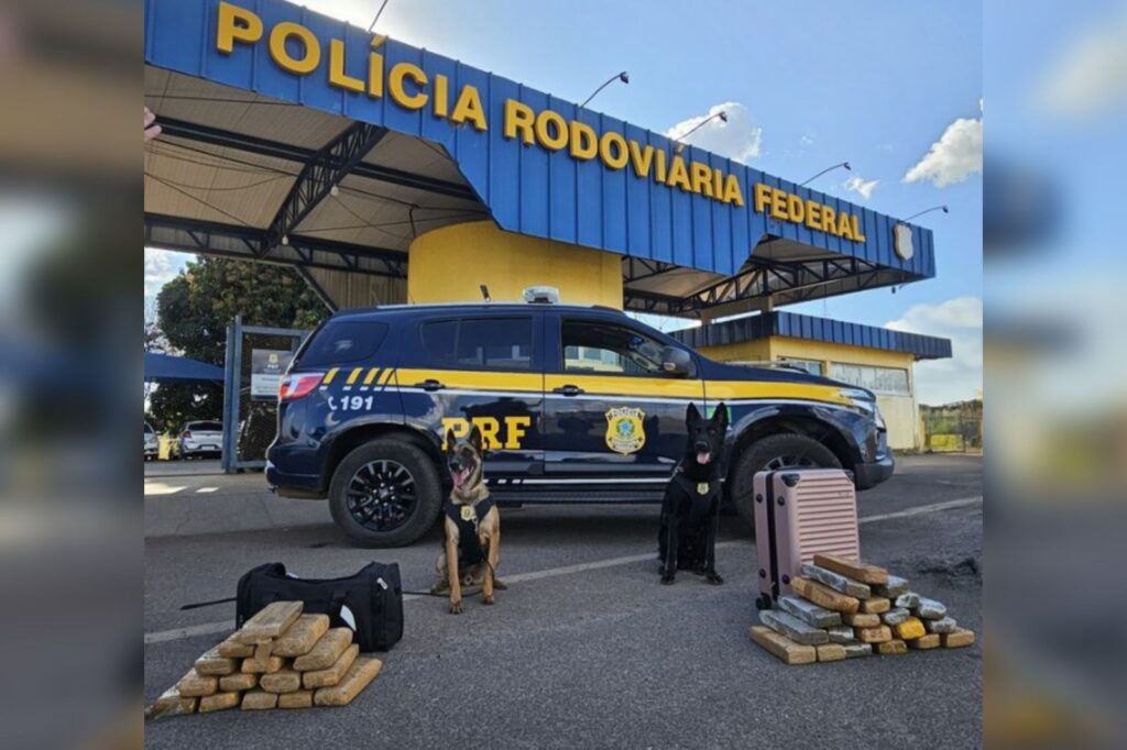 caes-da-prf-encontram-29-kg-de-maconha-com-passageiras-de-onibus-no-df