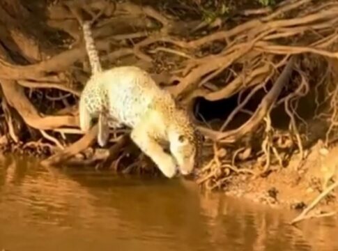 onca-pintada-e-flagrada-em-ataque-a-jacare-no-pantanal.-video