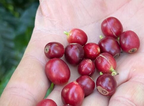 china-habilita-183-empresas-brasileiras-a-exportar-cafe-para-o-pais