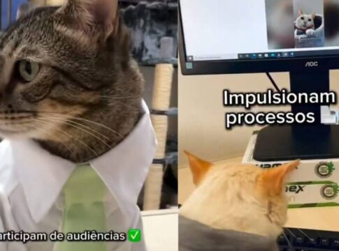 gatinhas-“estagiarias”-em-sc-roubam-a-cena-e-fazem-sucesso-na-internet