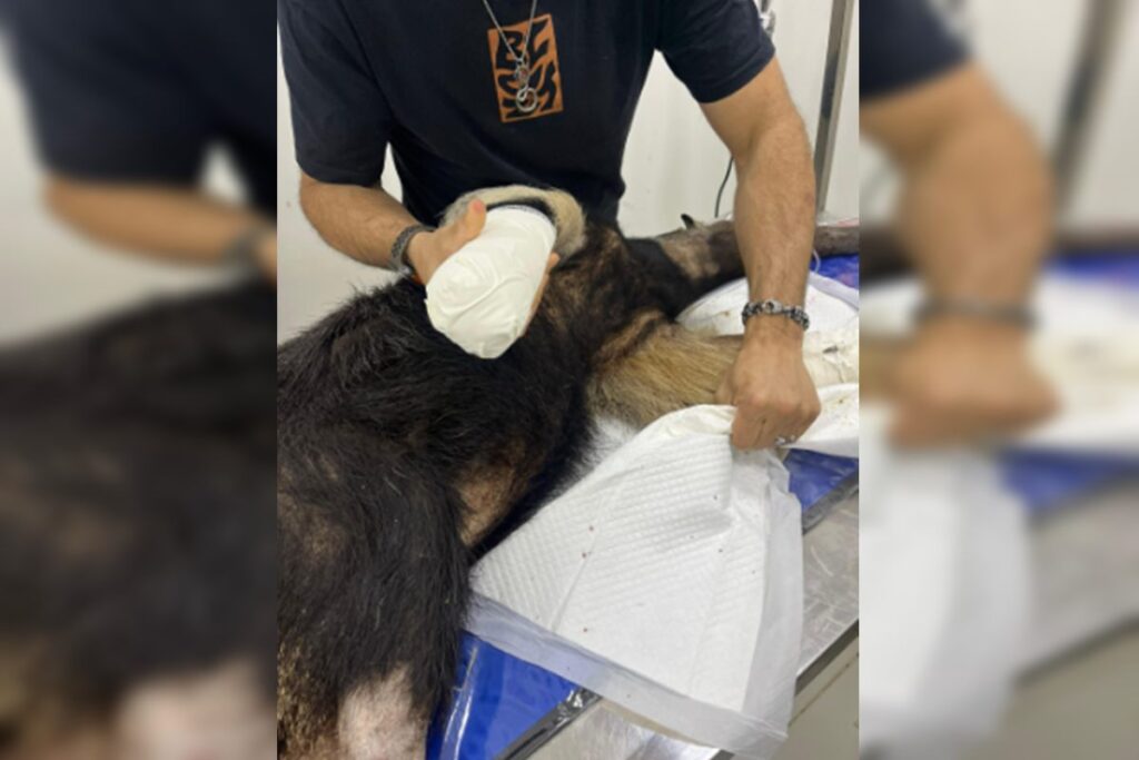resgatado,-tamandua-atropelado-no-df-passa-por-tratamento.-veja-fotos