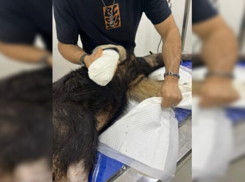 resgatado,-tamandua-atropelado-no-df-passa-por-tratamento.-veja-fotos