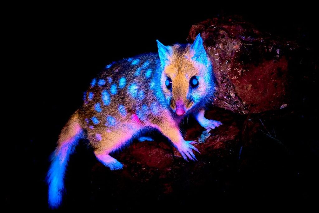 veja-fotos-de-marsupial-que-brilha-no-escuro-descoberto-na-tasmania