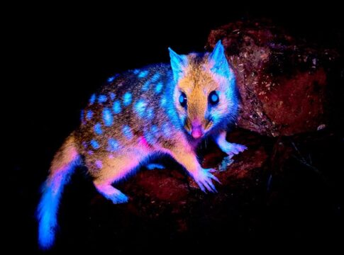 veja-fotos-de-marsupial-que-brilha-no-escuro-descoberto-na-tasmania