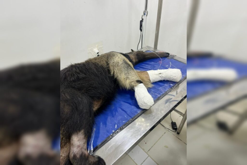 tamandua-atropelado-se-recupera-bem-e-podera-voltar-a-natureza