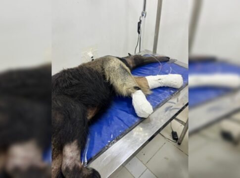 tamandua-atropelado-se-recupera-bem-e-podera-voltar-a-natureza