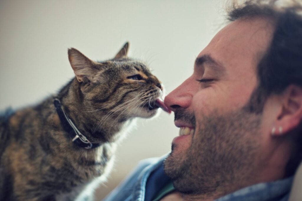 veja-4-formas-de-se-tornar-a-pessoa-preferida-do-seu-gato