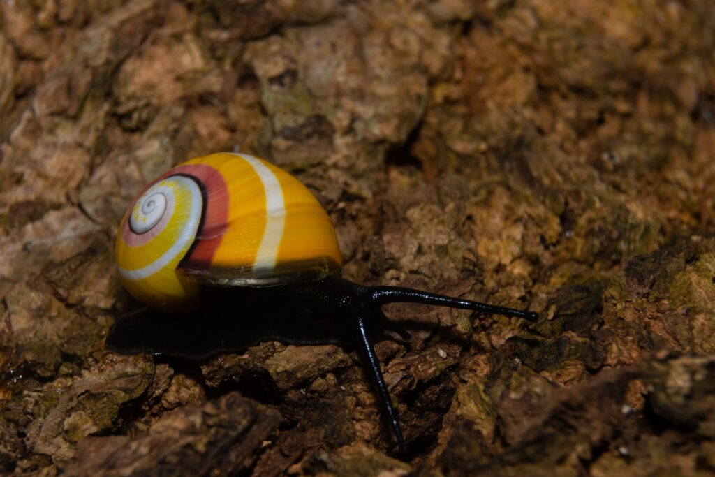 caramujos-coloridos-correm-risco-de-extincao-por-terem-beleza-exotica