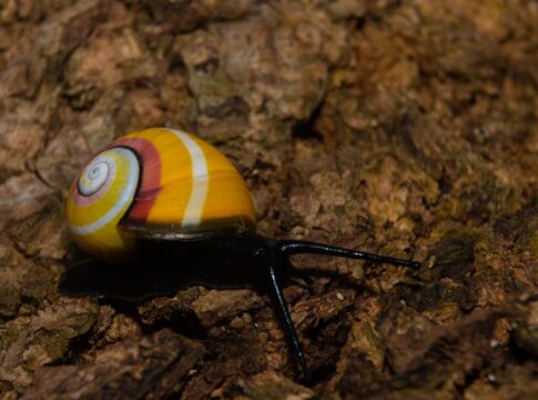 caramujos-coloridos-correm-risco-de-extincao-por-terem-beleza-exotica