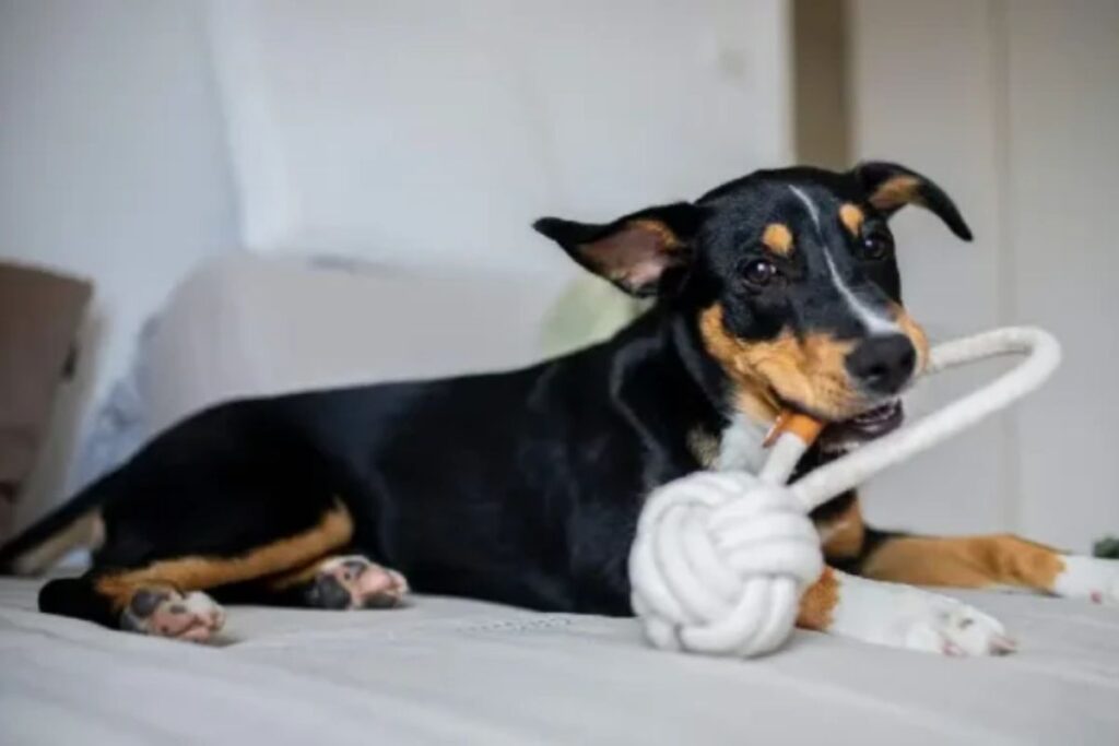 terapia-de-reabilitacao-canina:-guia-completo-para-a-saude-do-seu-cao