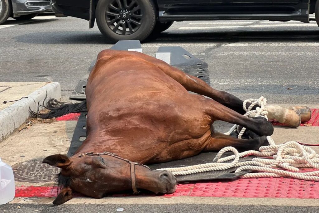 video:-egua-de-carruagem-desmaia-e-morre-no-meio-da-rua-em-nova-york