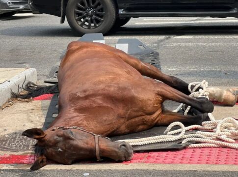 video:-egua-de-carruagem-desmaia-e-morre-no-meio-da-rua-em-nova-york
