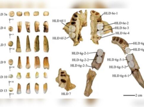 dentes-de-300-mil-anos-revelam-cruzamento-entre-humanos-e-homo-erectus