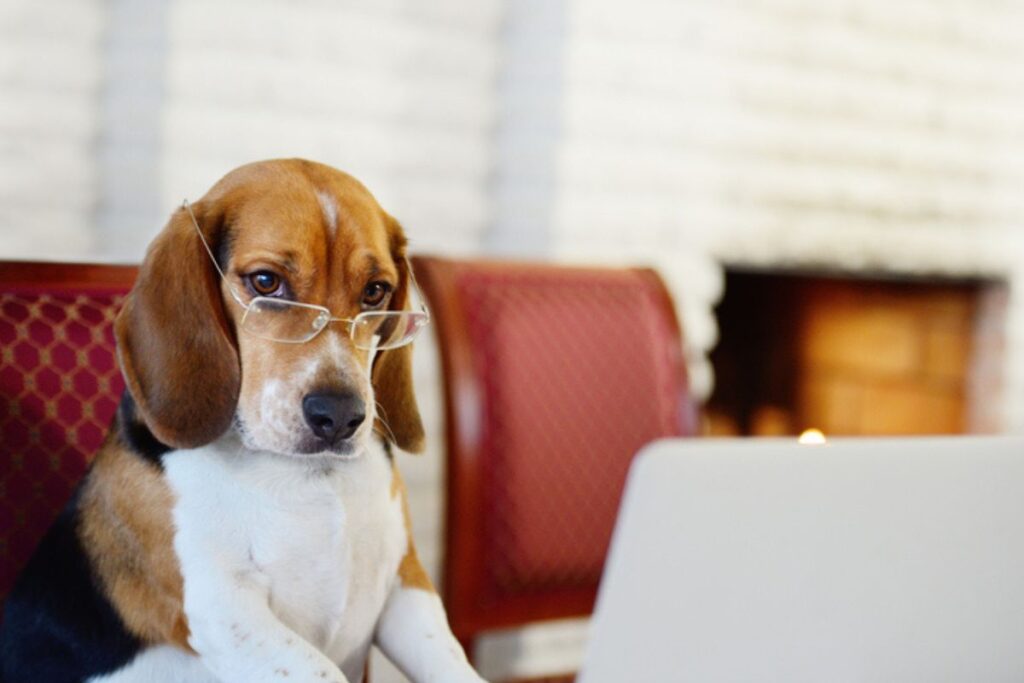 especialista-revela-quais-as-7-racas-de-cachorros-mais-inteligentes