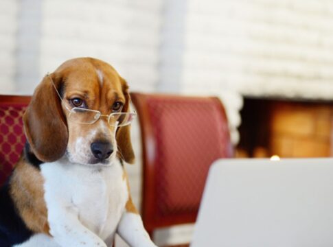 especialista-revela-quais-as-7-racas-de-cachorros-mais-inteligentes