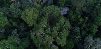 brasil-tem-o-desafio-de-elevar-financiamento-para-florestas-na-cop30