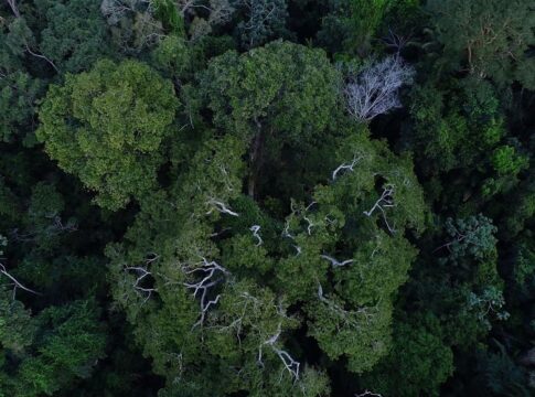 brasil-tem-o-desafio-de-elevar-financiamento-para-florestas-na-cop30