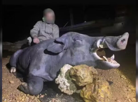 javali-gigante-com-cerca-de-250-kg-e-abatido-por-cacadores-em-mg