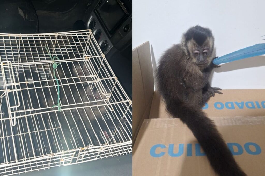 homens-capturam-macacos-prego-em-sp-e-sao-multados-em-quase-r$-50-mil