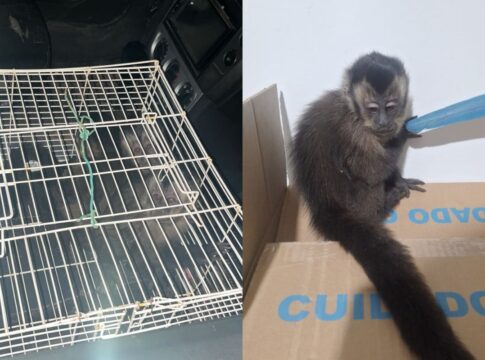 homens-capturam-macacos-prego-em-sp-e-sao-multados-em-quase-r$-50-mil