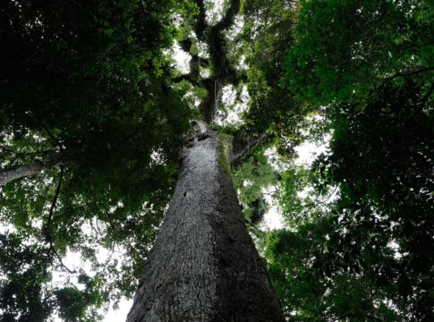 lula-sanciona-lei-do-licenciamento-ambiental-com-63-vetos