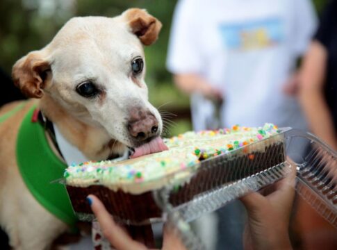 aniversario-pet:-como-fazer-uma-festa-inesquecivel-para-o-seu-cachorro
