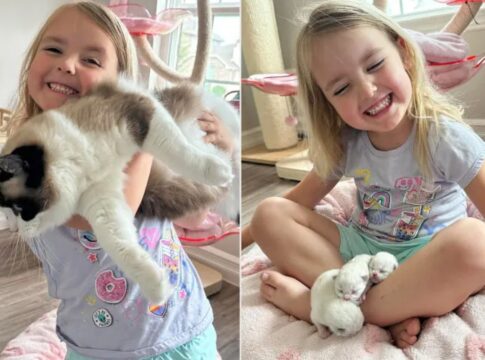 gata-some-e-aparece-na-cama-de-garotinha-de-4-anos-com-tres-filhotes