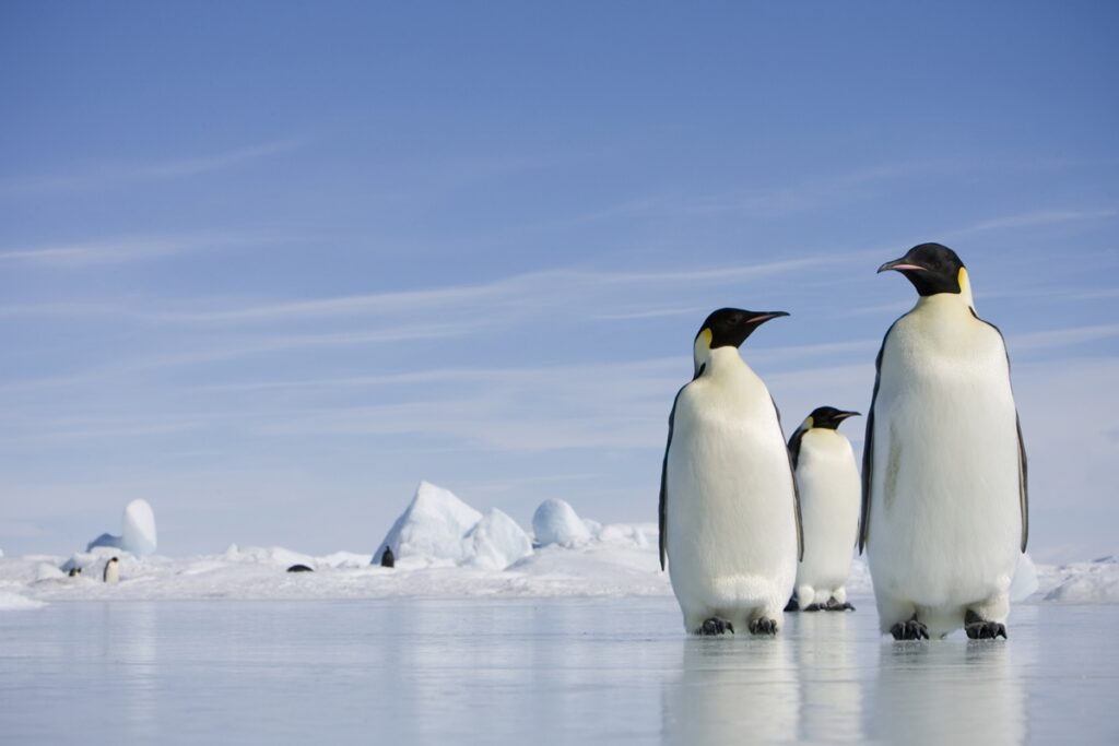 por-que-os-pinguins-nao-vivem-nem-visitam-o-hemisferio-norte?