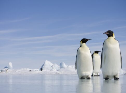 por-que-os-pinguins-nao-vivem-nem-visitam-o-hemisferio-norte?
