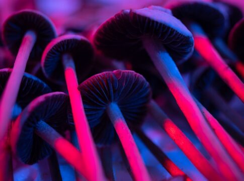 como-psicodelicos-e-organoides-estao-redefinindo-a neurociencia