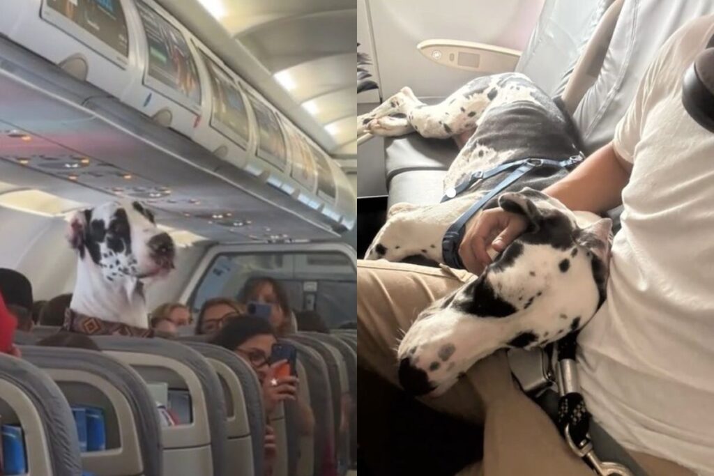 dogue-alemao-viaja-ao-lado-de-tutor-em-aviao-e-cena-impressiona;-video