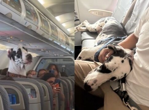 dogue-alemao-viaja-ao-lado-de-tutor-em-aviao-e-cena-impressiona;-video