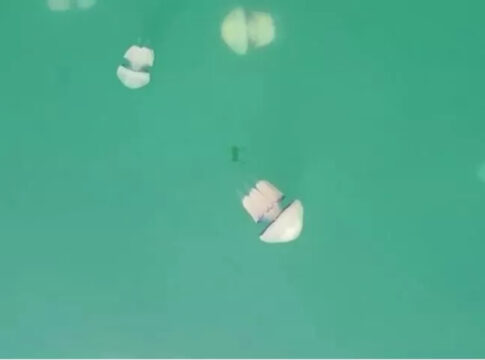 invasao-de-aguas-vivas-paralisa-maior-usina-e-fecha-praias-na-franca