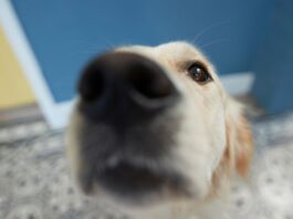 entenda-por-que-os-cachorros-cheiram-as-partes-intimas-das-pessoas