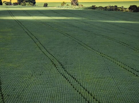 cop30:-agro-quer-se-posicionar-como-parte-da-solucao,-diz-associacao