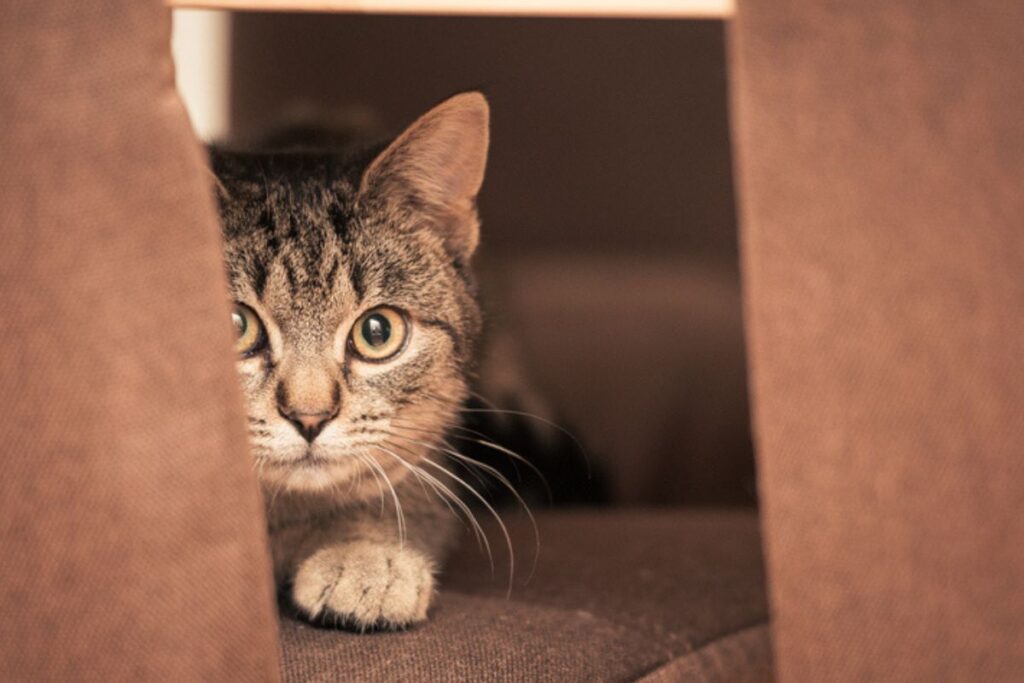 gato-traumatizado?-confira-sinais-de-que-o-seu-pet-tem-“medo-de-gente”
