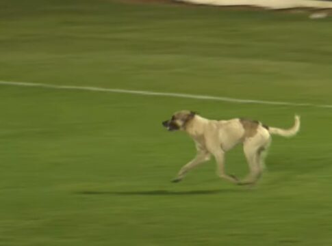 video:-jogo-da-serie-d-e-interrompido-apos-cachorro-invadir-campo