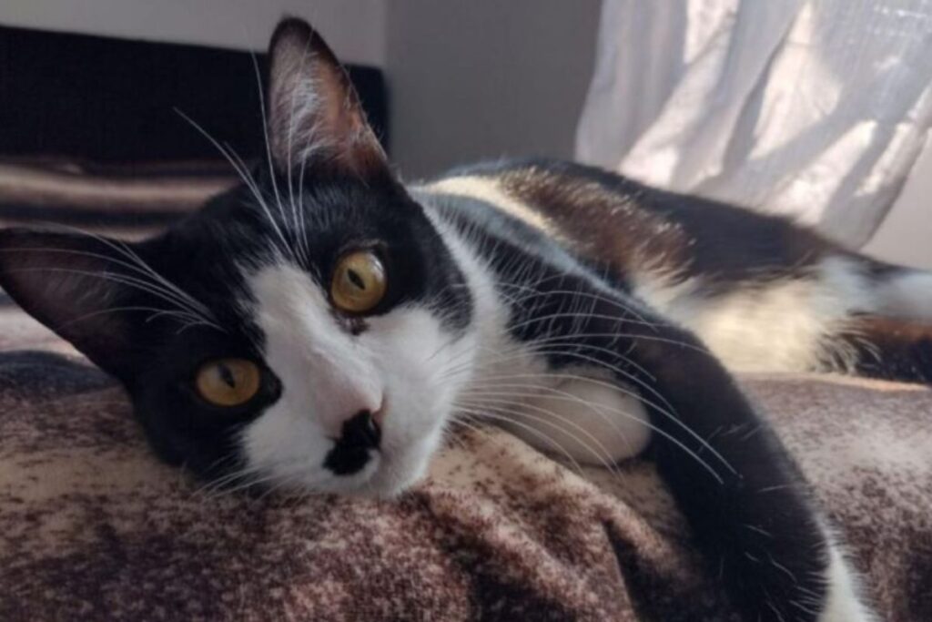 gato-e-resgatado-por-tutores-gracas-ao-microchip-meses-apos-sumico