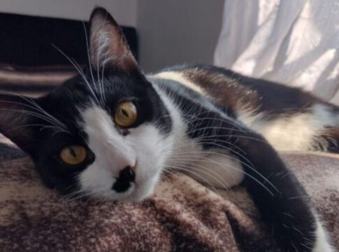 gato-e-resgatado-por-tutores-gracas-ao-microchip-meses-apos-sumico