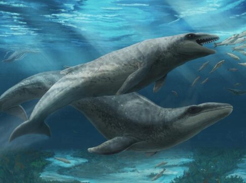australia:-fossil-de-26-milhoes-de-anos-revela-nova-especie-de-baleia