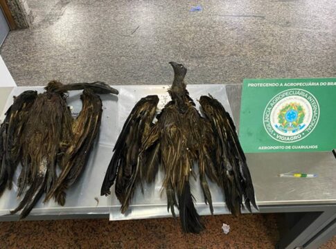cargas-de-170-kg-com-aves-e-ratos-empalhados-sao-apreendidas-em-sp