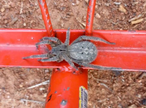 como-se-proteger-da-picada-de-armadeira,-aranha-mais-temida-do-brasil