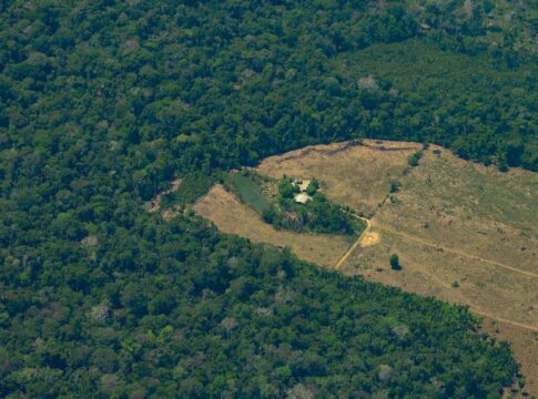 bndes-apoia-restauracao-florestal-com-geracao-de-empregos-na-amazonia