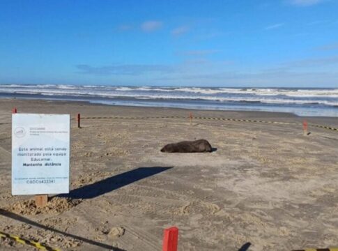 video:-lobos-marinhos-sao-flagrados-tomando-sol-em-praias-do-sul-de-sc