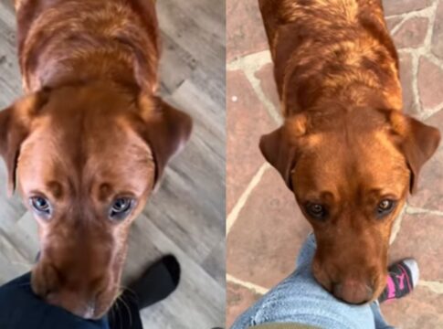 cao-“cutucador”-reprovado-para-trabalhar-como-pet-de-servico-e-adotado